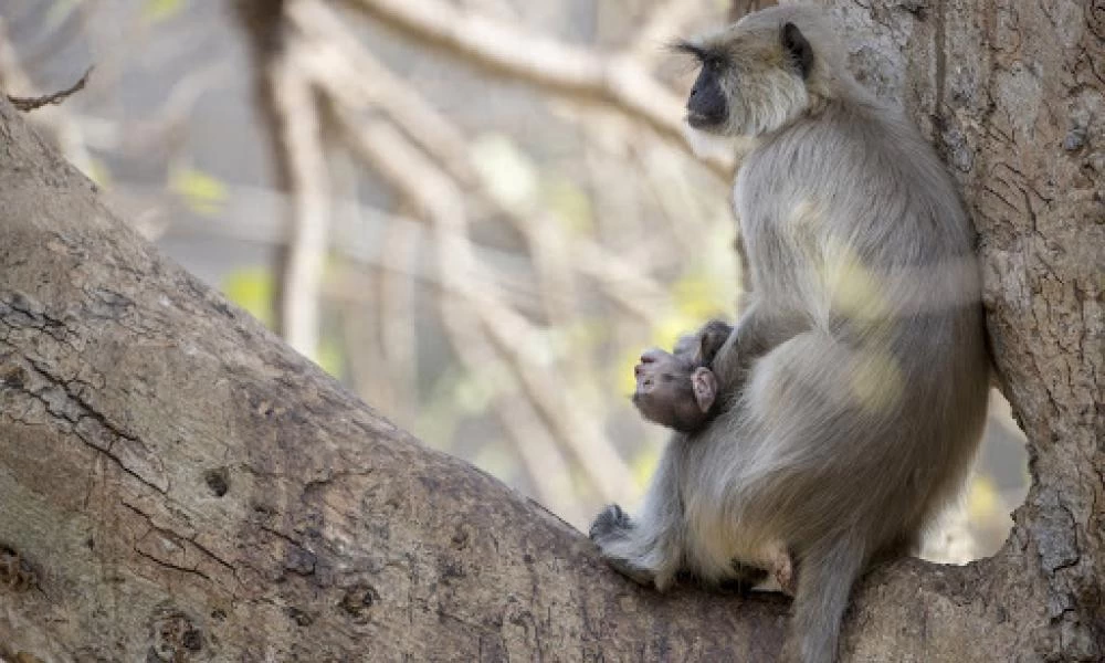 Συγκινητικό βίντεο με μητέρα μαϊμού να κουβαλάει για μέρες το νεκρό μωρό της